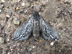 Abantiades argentata