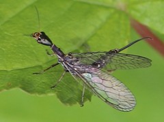 Xanthostigma xanthostigma