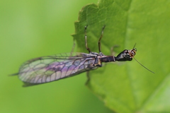 Xanthostigma xanthostigma