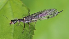 Xanthostigma xanthostigma