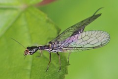 Xanthostigma xanthostigma