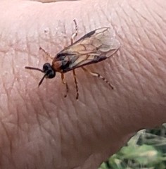 Athalia rosae