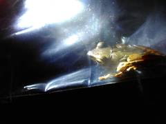 Polypedates leucomystax