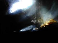 Polypedates leucomystax