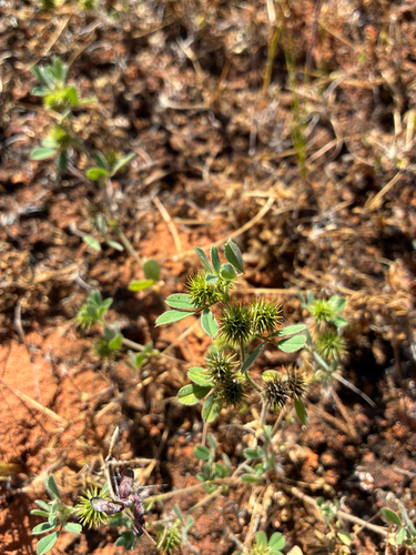 Medicago minima observed 2026-10-03