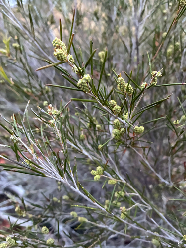 Melaleuca uncinata observed 2026-10-04