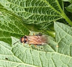 Athalia rosae