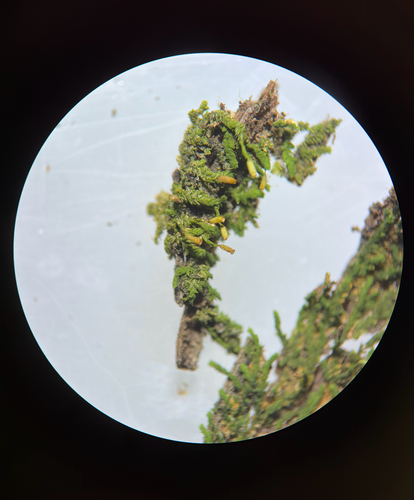 Erpodium domingense, 2026-10-02
