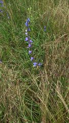 Delphinium carolinianum