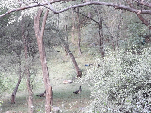 Ketupa zeylonensis, 2026-10-07