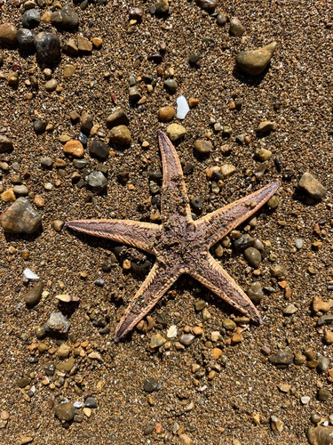 Astropecten polyacanthus observed 2026-10-09