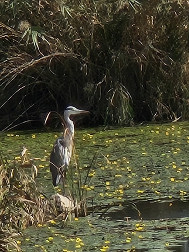 Grey Heron