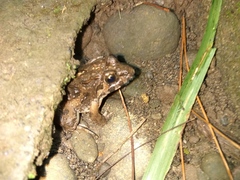 Fejervarya cancrivora