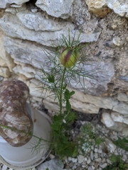 Nigella damascena