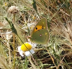 Colias croceus