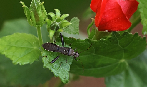 Texas Bow-legged Bug