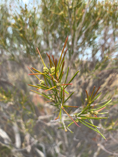 Melaleuca uncinata observed 2026-10-04