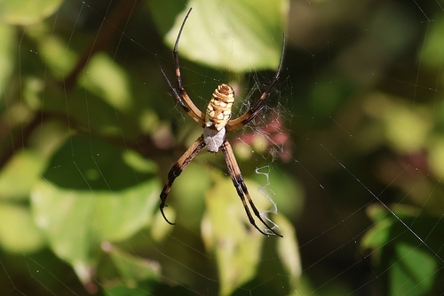 Yellow Garden Spider