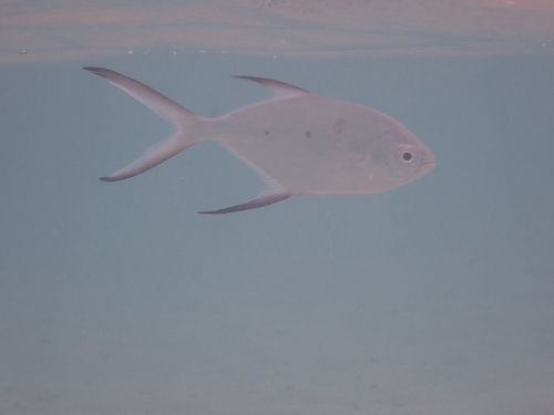 Trachinotus baillonii observed 2026-09-29