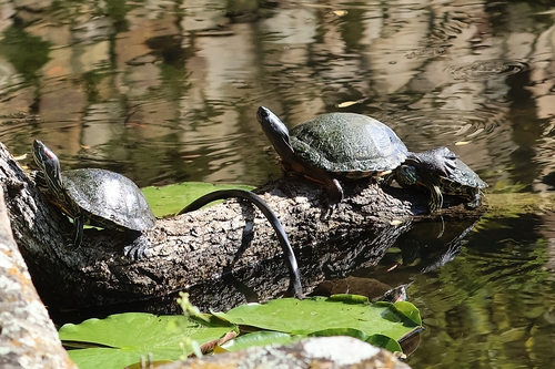 Pond Slider