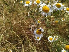 Heliotaurus ruficollis
