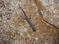 Cyrtodactylus marmoratus