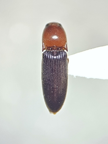 Anchastus observed 2026-10-02