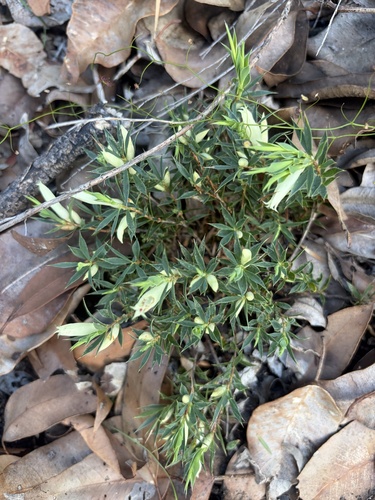 Styphelia pallida observed 2026-10-04
