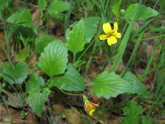 Viola purpurea quercetorum