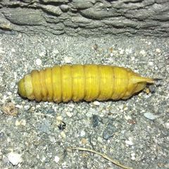 Sphingidae