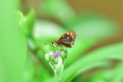 Taractrocera ceramas