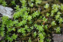 Mnium stellare