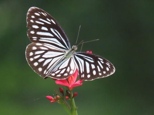 Common Wanderer