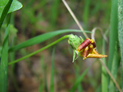Viola purpurea quercetorum