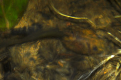 Leptobrachium hasseltii