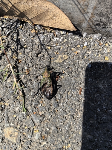 Carabus elysii