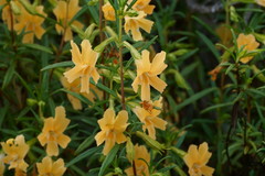 Diplacus × australis