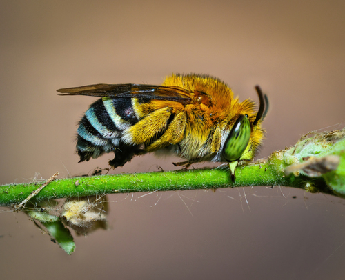 Amegilla cingulata