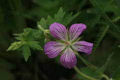 Geranium wlassovianum