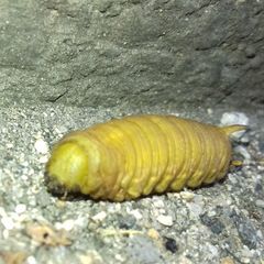 Sphingidae