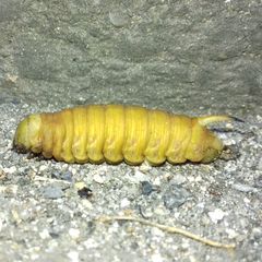 Sphingidae