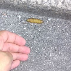 Sphingidae