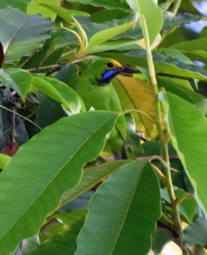 Golden-fronted Leafbird