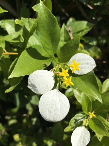 Mussaenda parviflora observed 2026-10-09