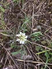 Noccaea fendleri