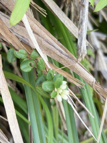Berchemia lineata observed 2026-10-09