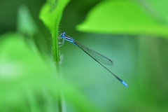 Aciagrion occidentale