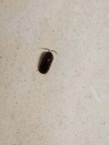 Nosy Pill Woodlouse