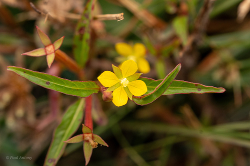 Ludwigia hyssopifolia observed 2026-09-27