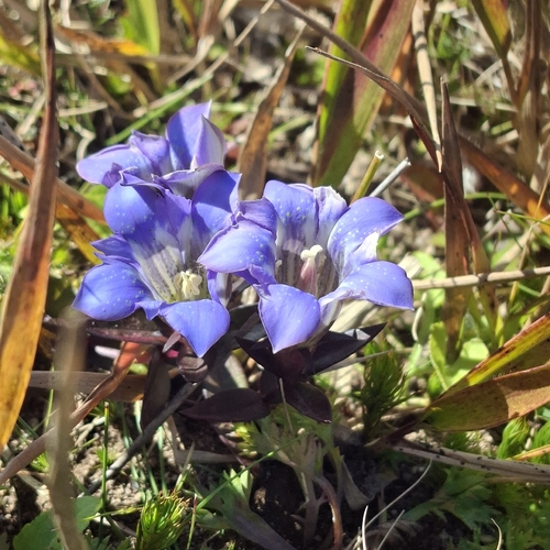 Gentiana scabra observed 2026-10-09